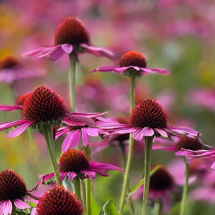 Beds Coneflower plant