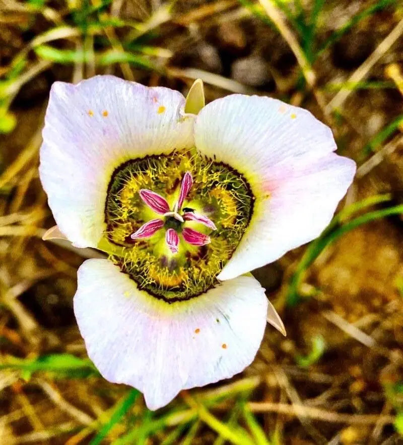 Gunnisonii Flower Seeds for Planting – Heirloom Non-GMO Garden Seeds