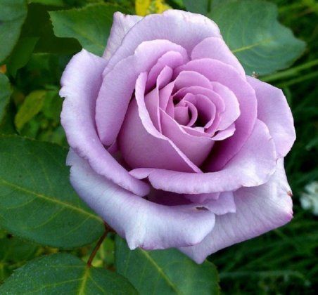 Violet Rose Flower Seeds for Planting – Heirloom Non-GMO Garden Seeds
