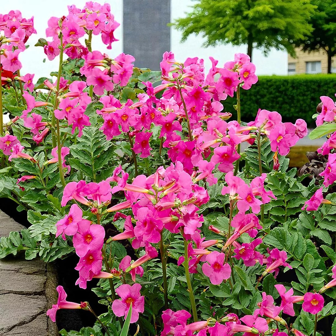 Pink Incarvillea flower seeds