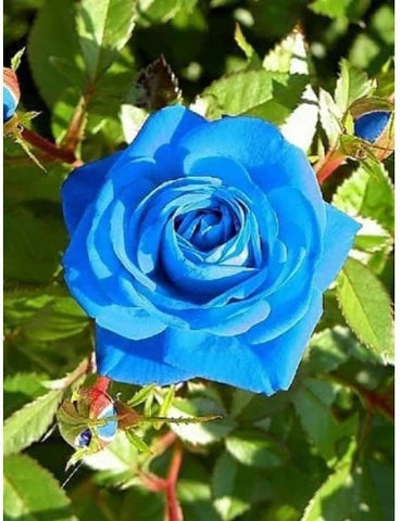 Blue Gray flower seeds