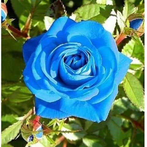 Blue Rose plant