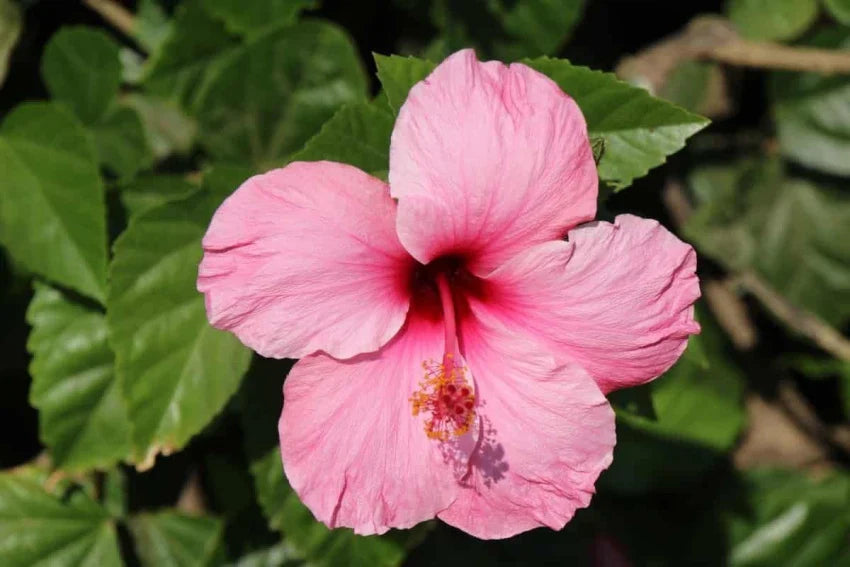 Hibiscus Bonsai flower seeds