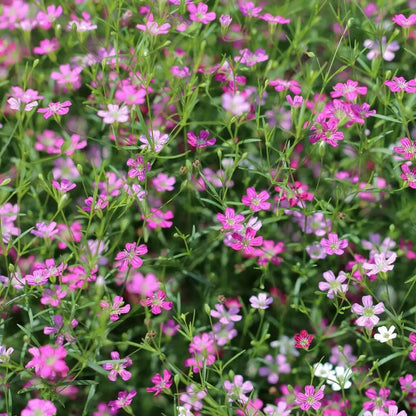 Mixed Gypsophila Flower Seeds for Planting – Heirloom Non-GMO Garden Seeds