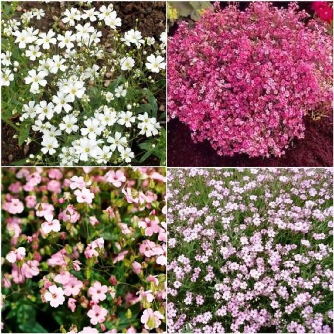 Color Gypsophila flower seeds