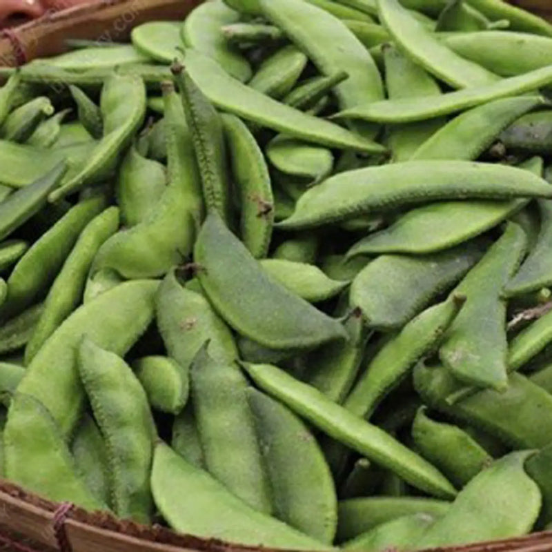 Marrow Bean Seeds for Planting – Heirloom Garden Seeds