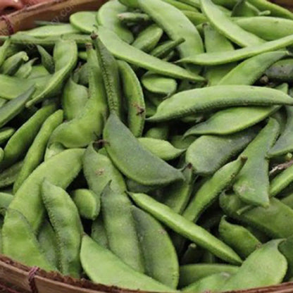 Marrow Bean Seeds for Planting – Heirloom Garden Seeds
