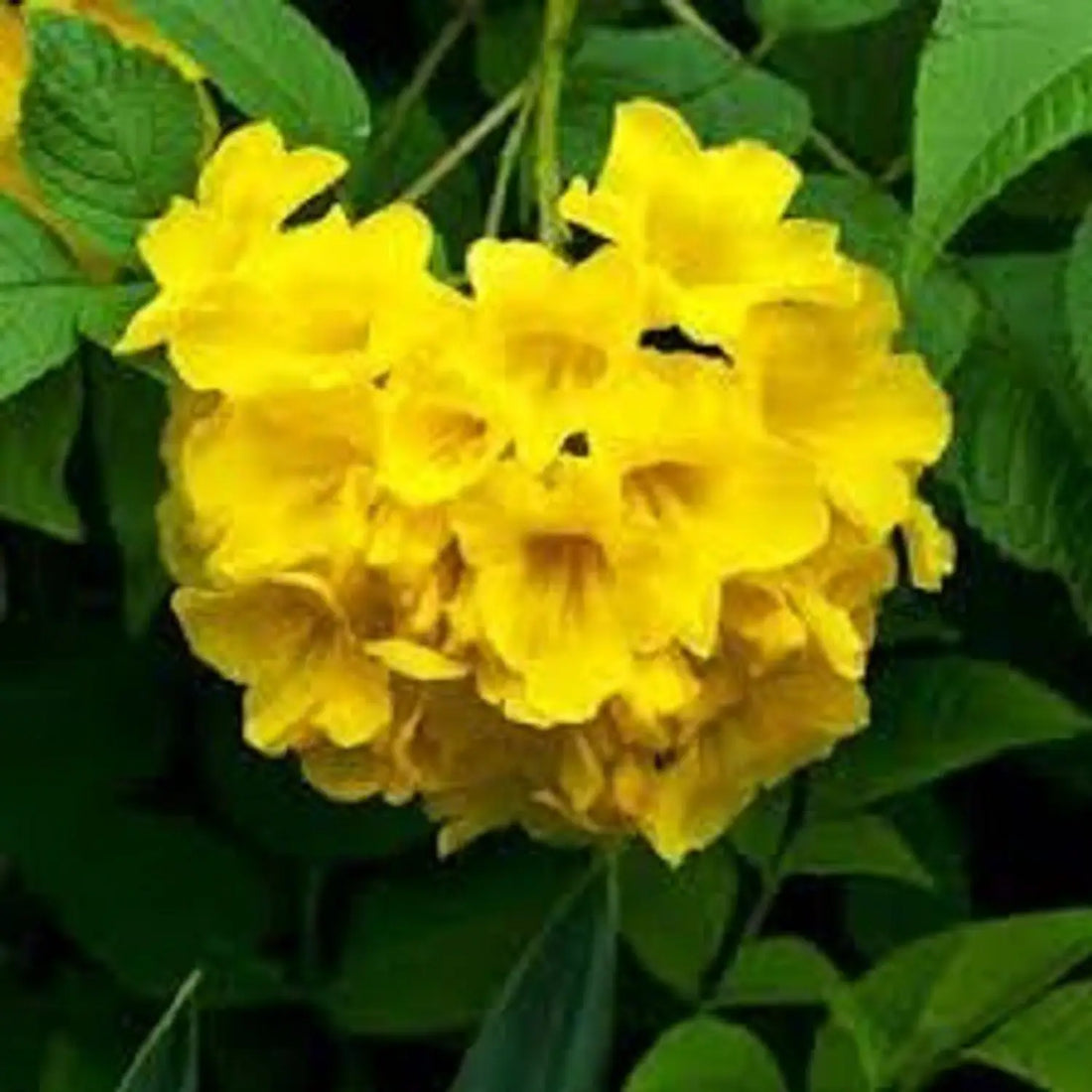 Yellow Ambizu flower seeds