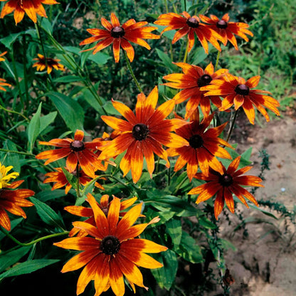 Chocolate Orange flower seeds