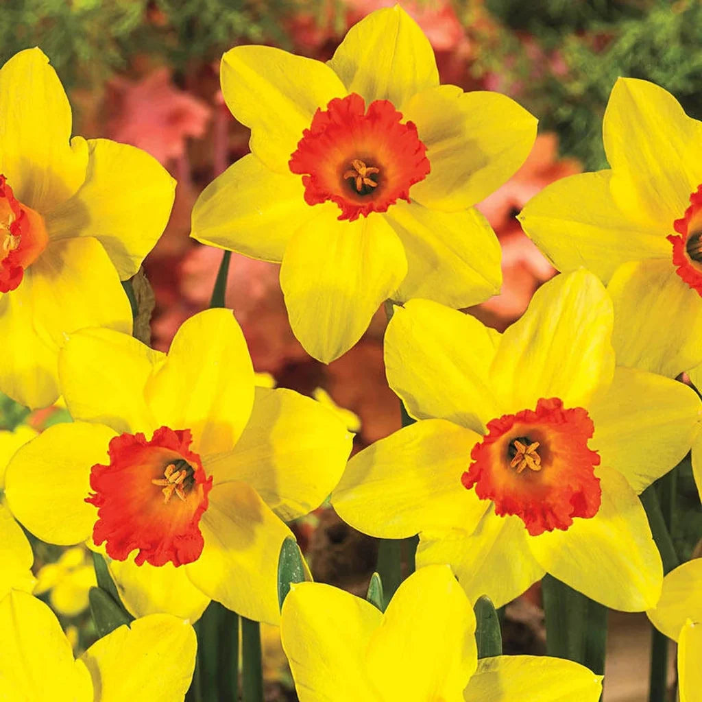 Yellow Red flower seeds