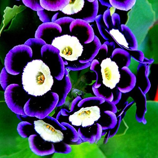Blue Black flower seeds