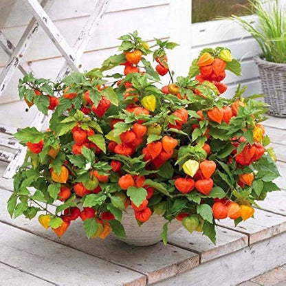 Peruvian Ground Cherry Fruit Seeds for Planting – Heirloom Non-GMO Garden Seeds