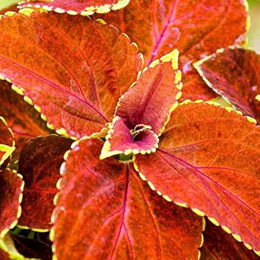 Orange Coleus flower seeds
