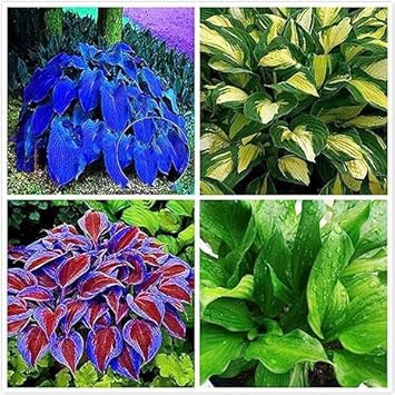 Hosta Jardin flower seeds