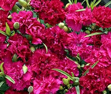 Deep Pink flower seeds