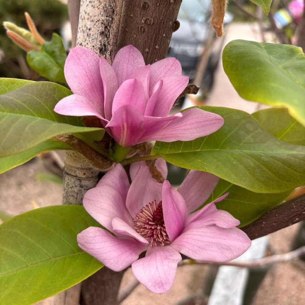 Magnolia flower seeds