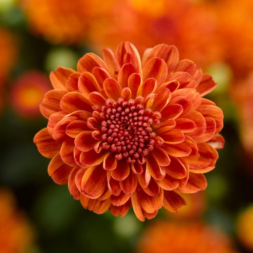 Deep Orange flower seeds