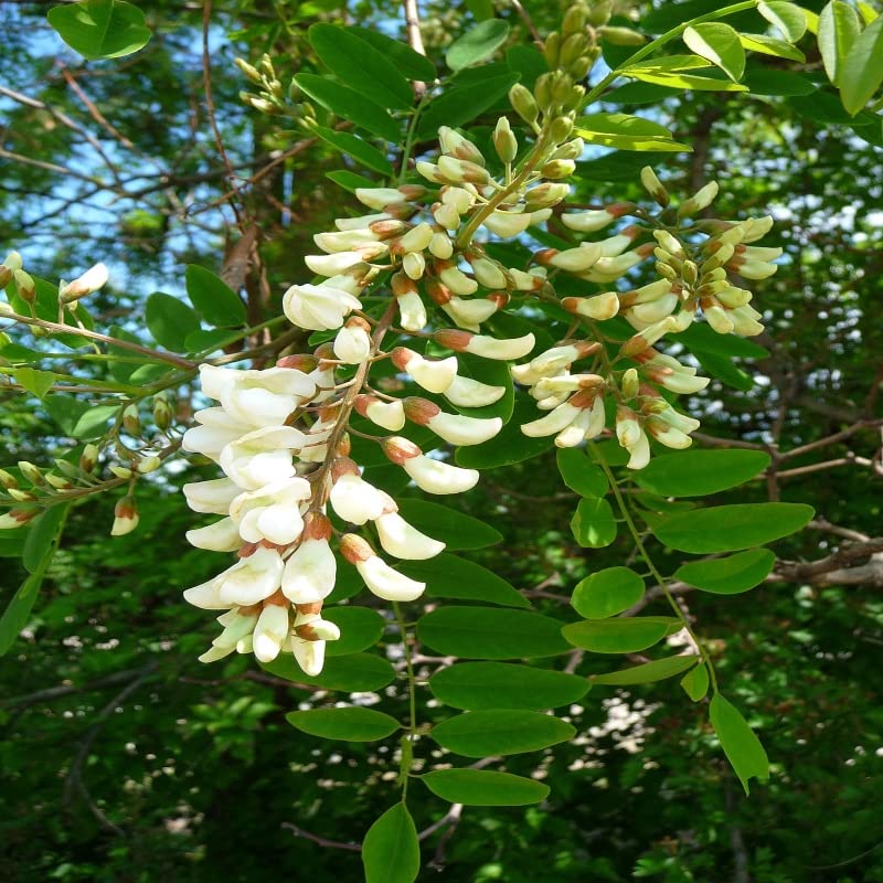 White Acacia flower seeds