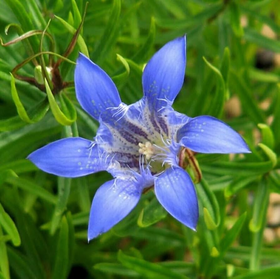 Largeleaf Gentian flower seeds