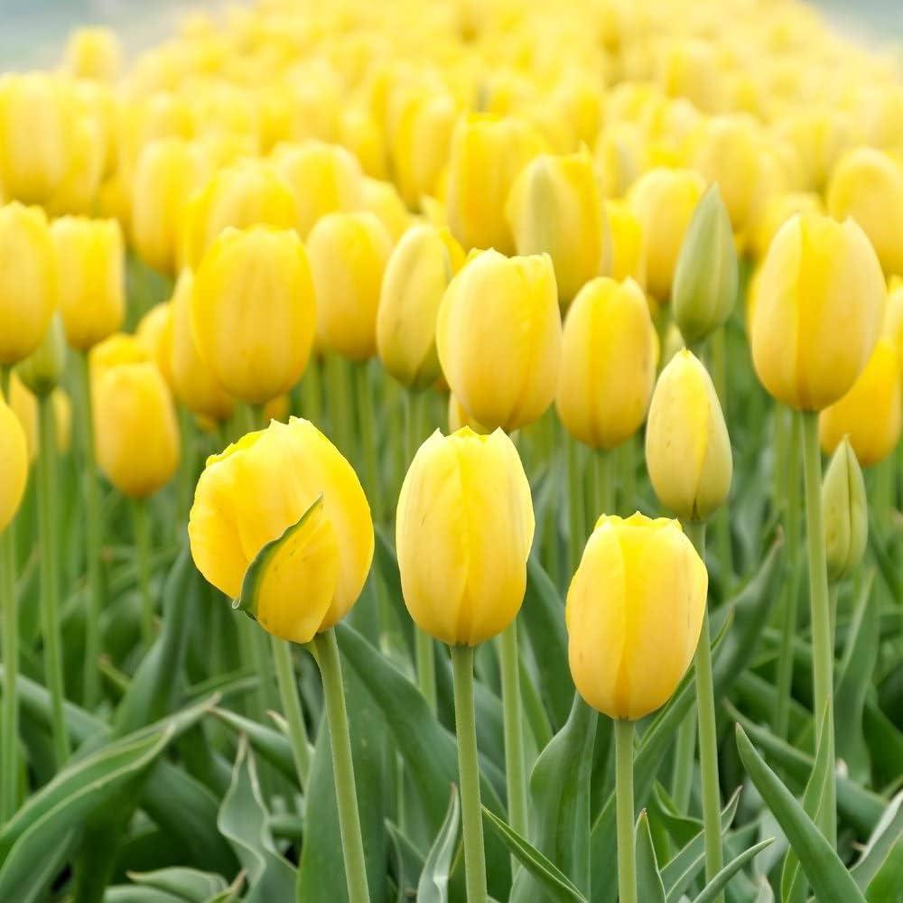 Light Yellow flower seeds