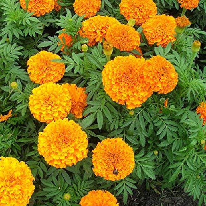 Marigold Tagetes flower seeds