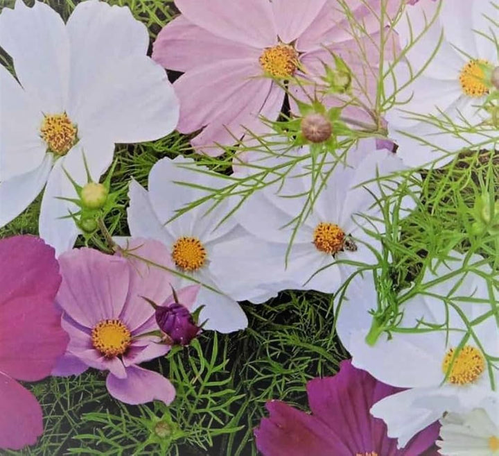 Sensation Pinkie flower seeds
