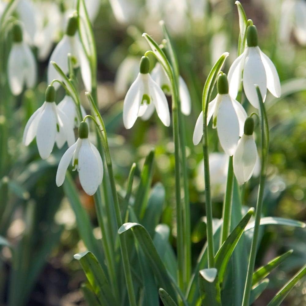 White Galanthus flower seeds
