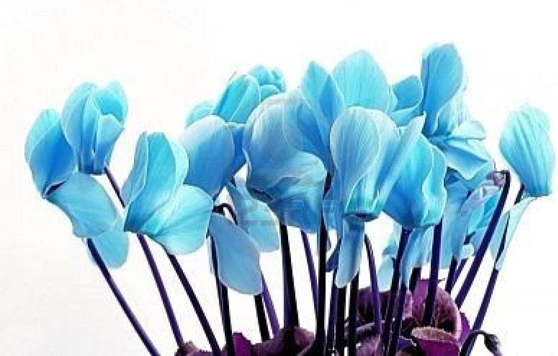 Sky Blue flower seeds