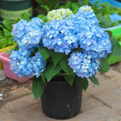 Blue Hydrangea plant