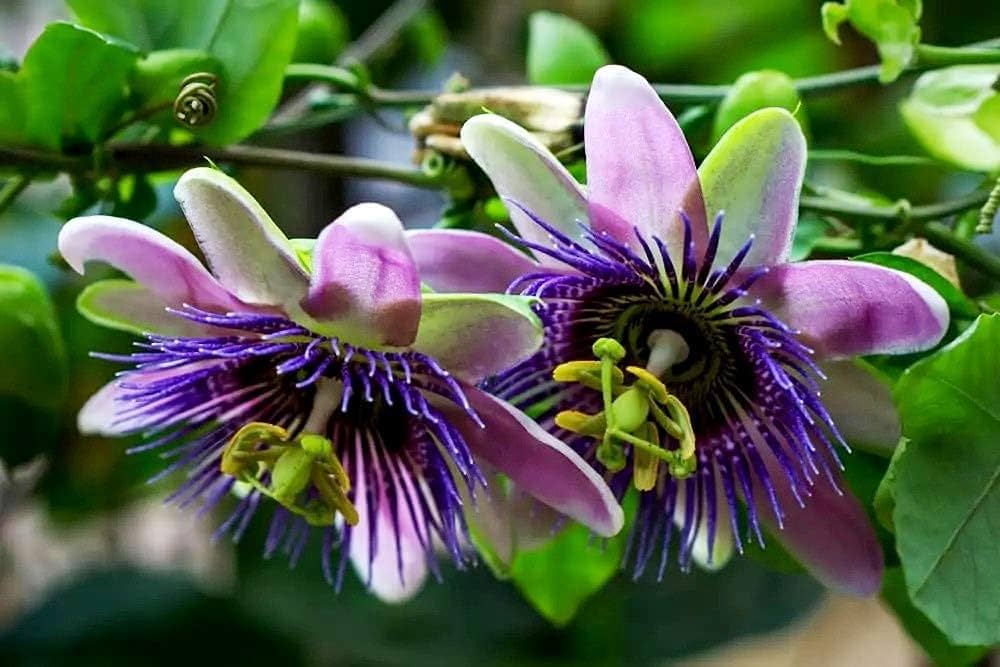 Purple Passiflora flower seeds