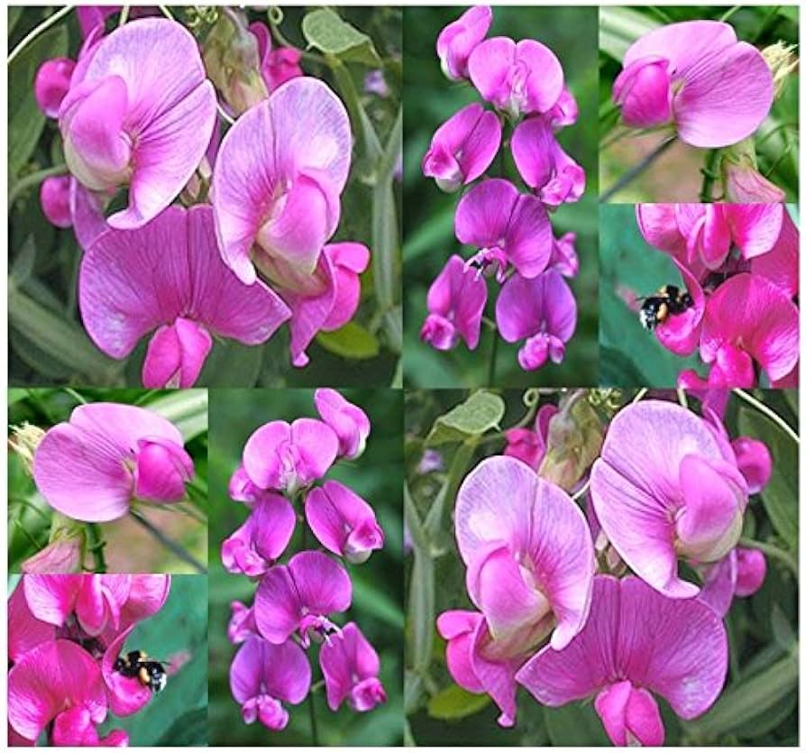 Lathyrus Latifolius flower seeds