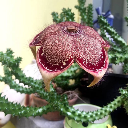 Edithcolea Flower Seeds – Persian Carpet Flower Rare Succulent for Planting