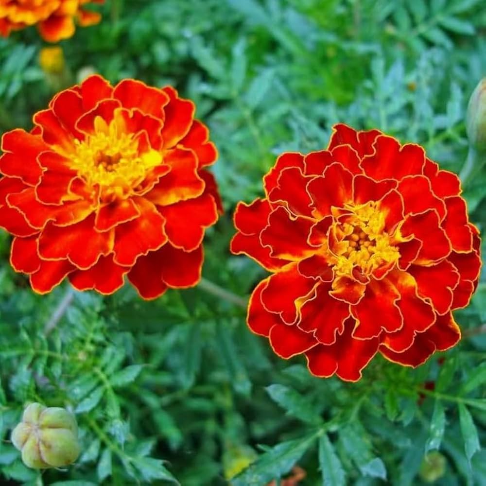Red Pot flower seeds