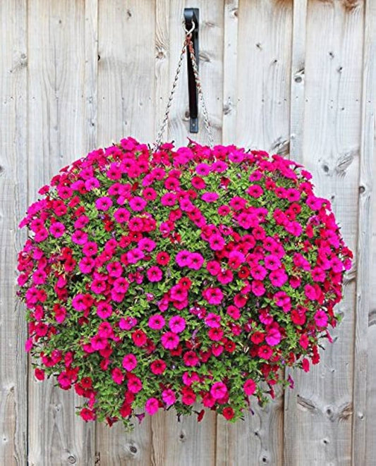 Pink Freiheit flower seeds