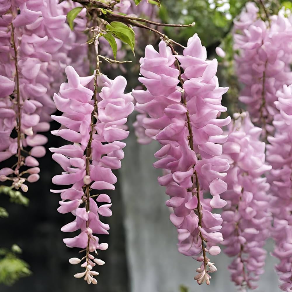 Pink Wisteria flower seeds