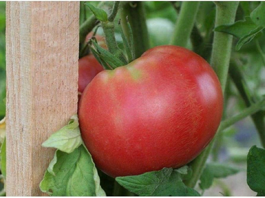 Red Rose Tomato Seeds