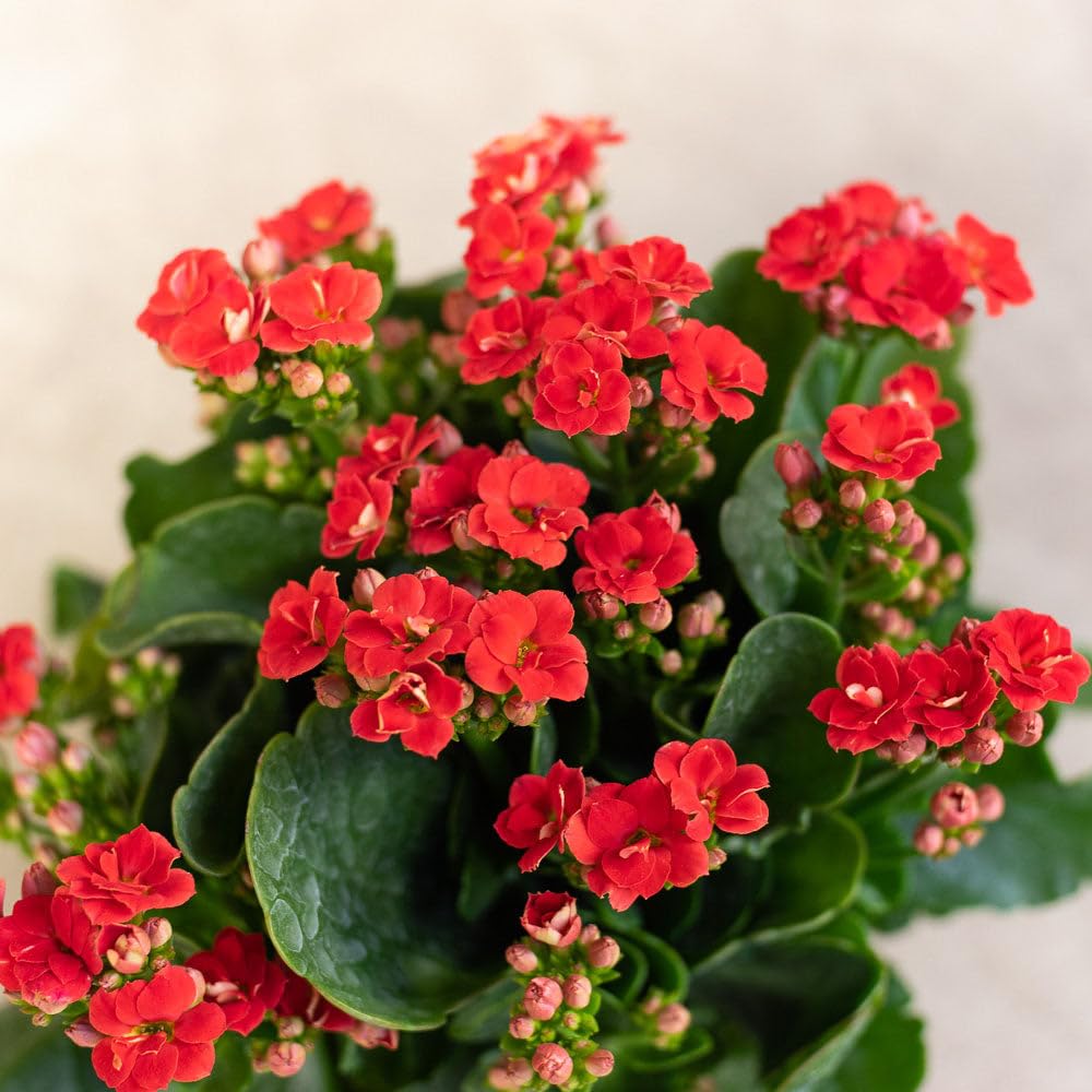 Red Kalanchoe flower seeds