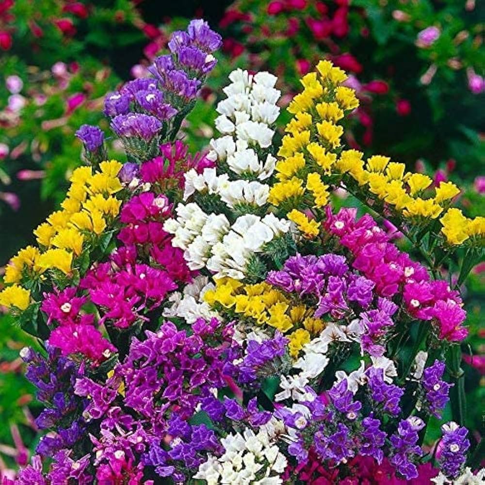Limonium flower seeds