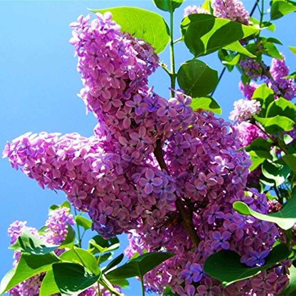 Purple Fragrant flower seeds