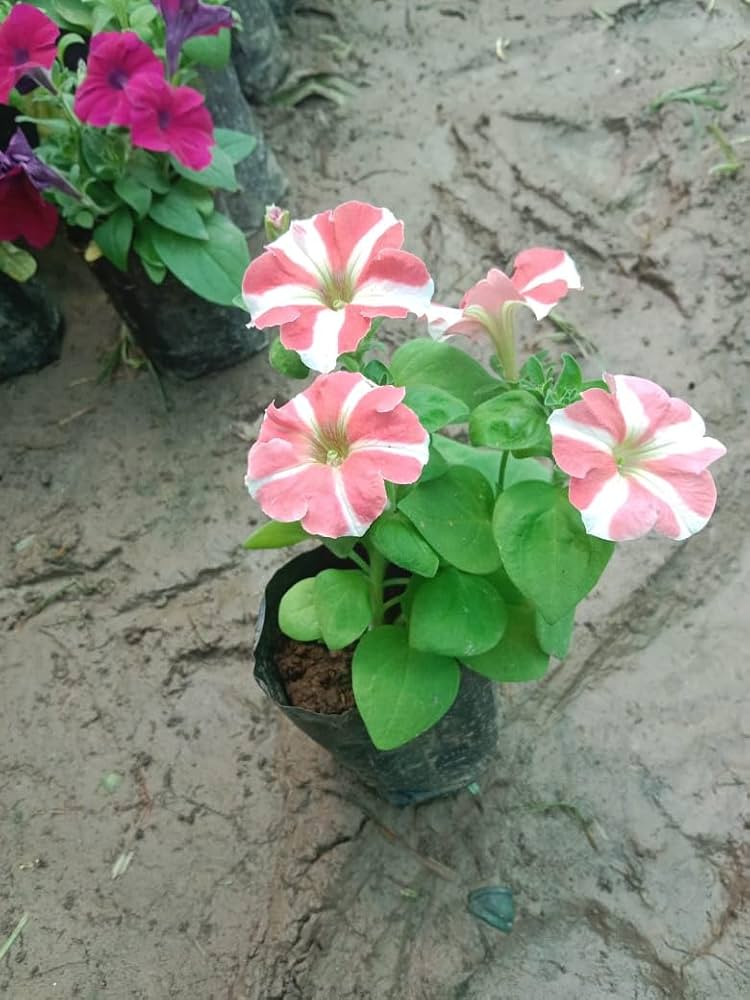 Color Petunia flower seeds