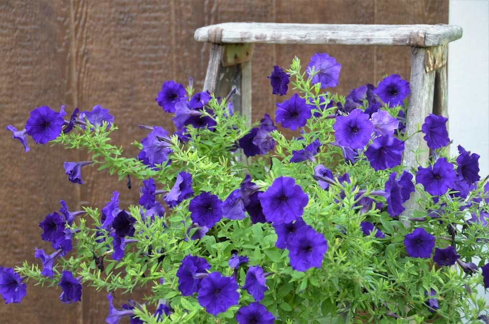 Blue Logro flower seeds