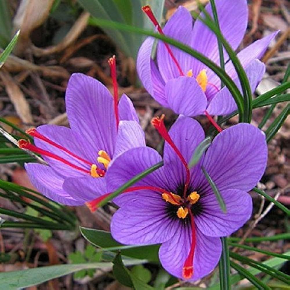 Sativus flower seeds