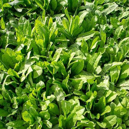 Chicory Seeds for Planting – Cichorium intybus Garden Seeds