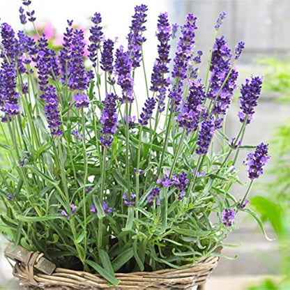 Lavender Lavandula flower seeds