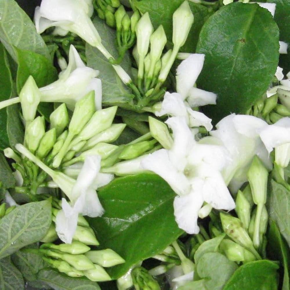 Loroco flower seeds