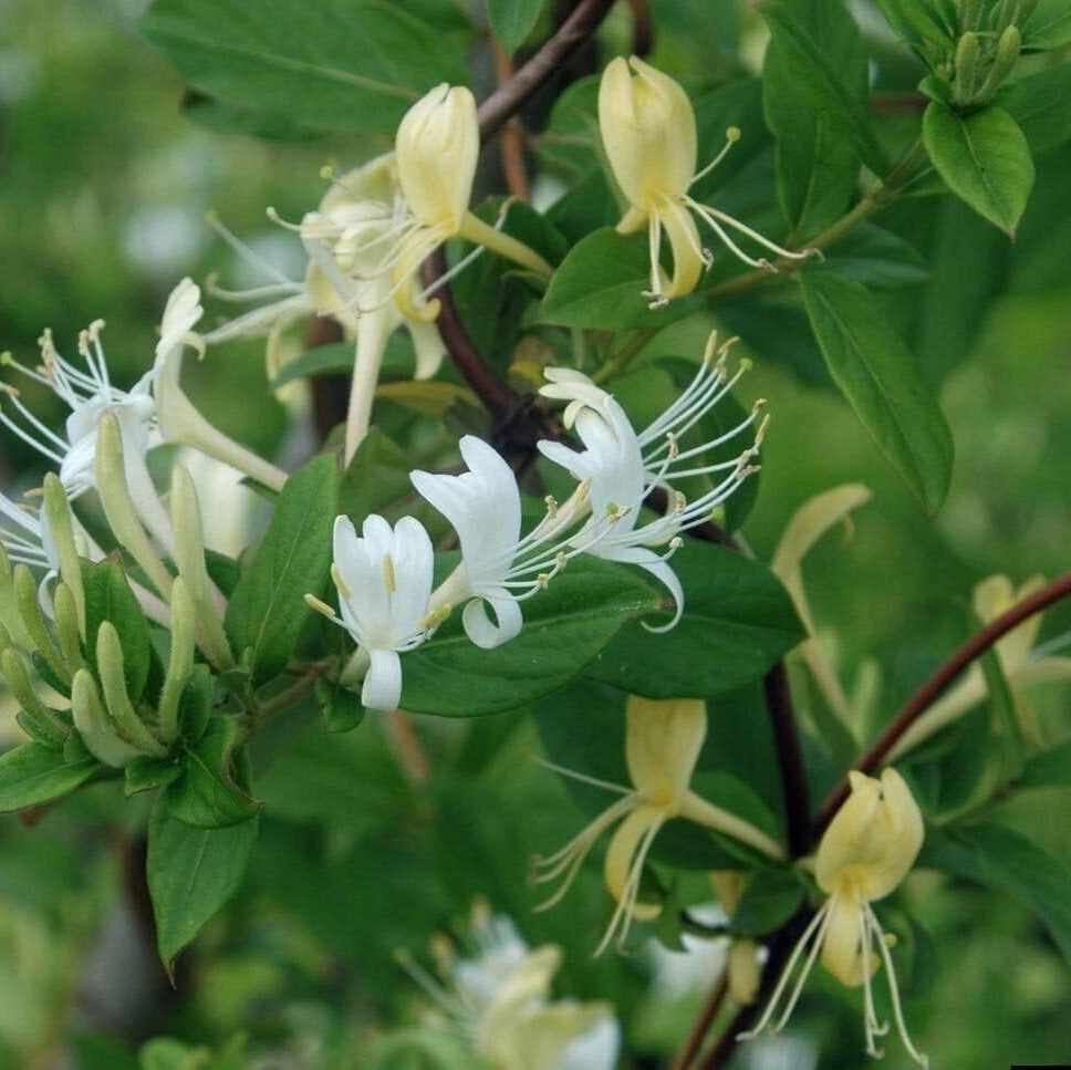 White Cape flower seeds