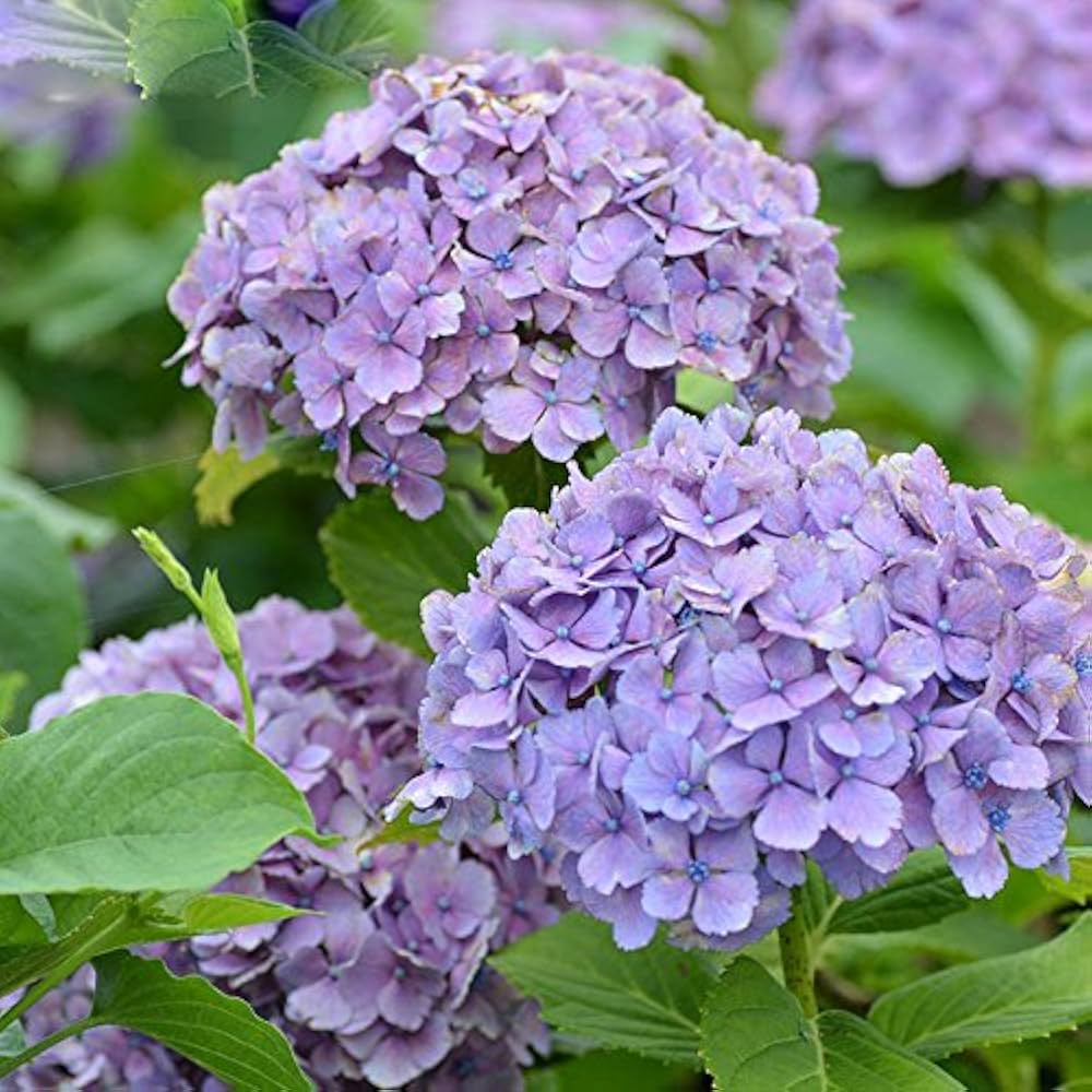 Hydrangea Macrophylla flower seeds