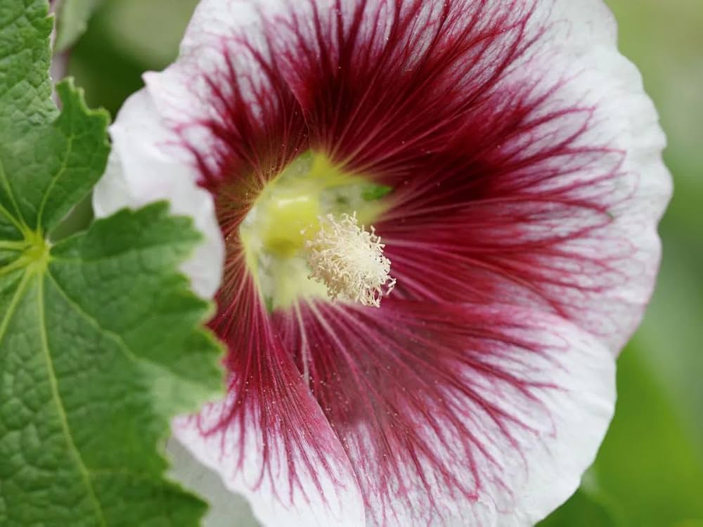White Purple flower seeds