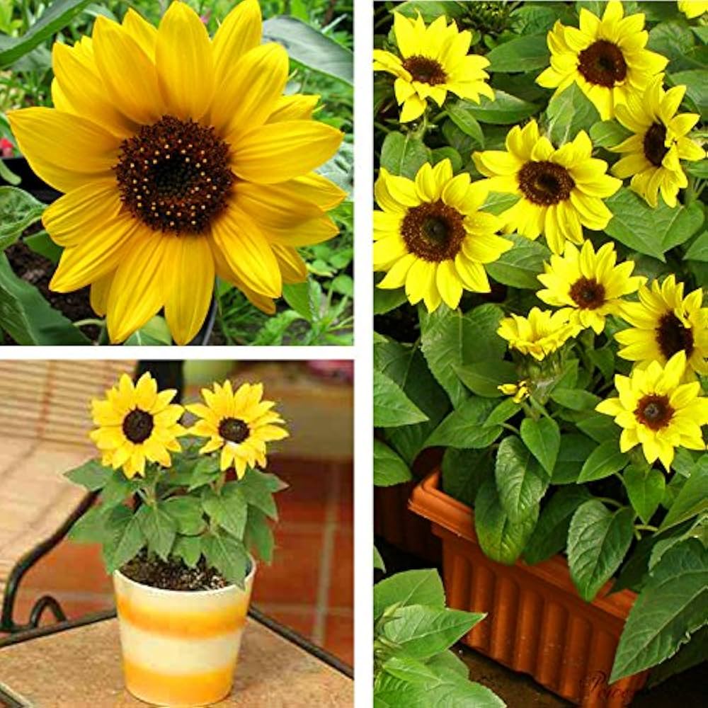 Dwarf Sunflower flower seeds