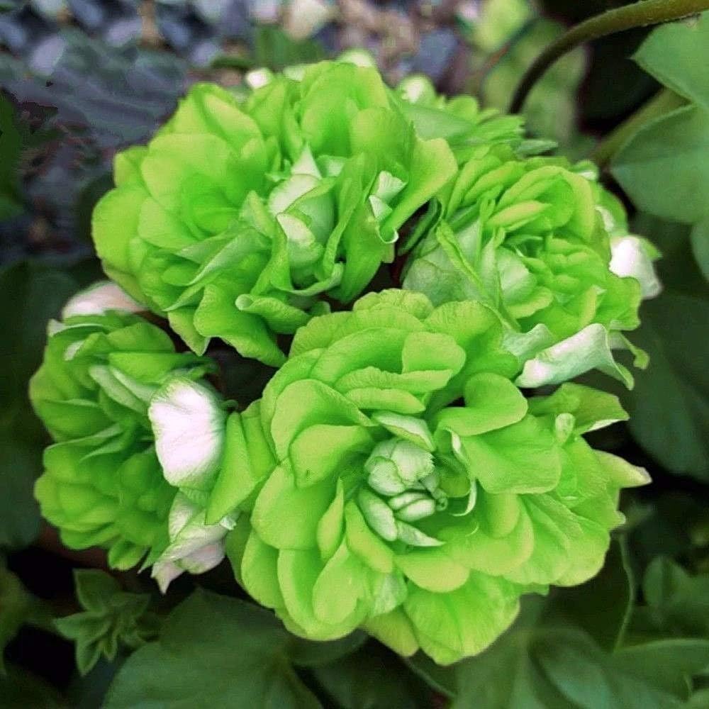 Lime Green flower seeds